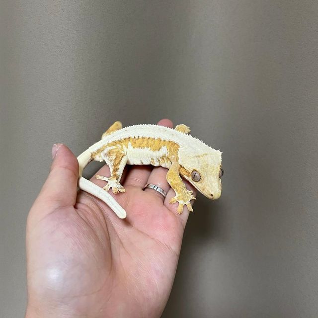 릴리화이트 크림시클 크림