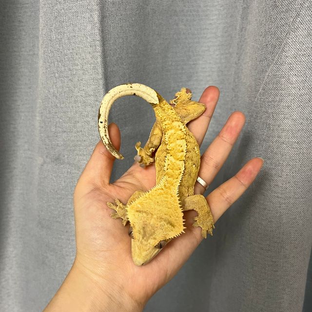 노멀 크림시클