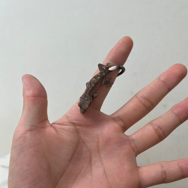 벅스킨