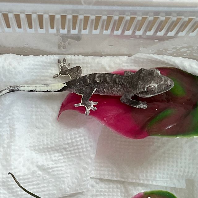 아잔틱