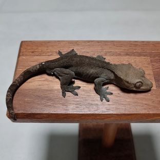 아잔틱
