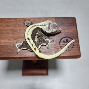 릴잔틱