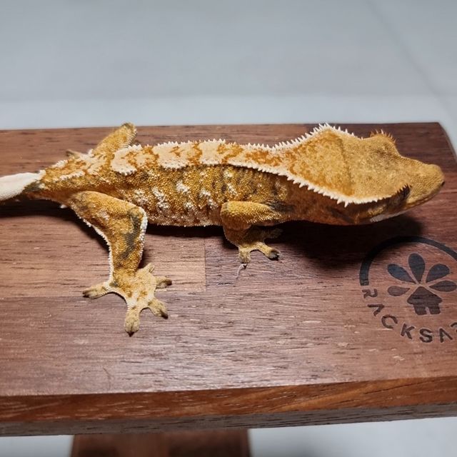 트라이 화이트스팟 익스트림할리퀸 텐저린