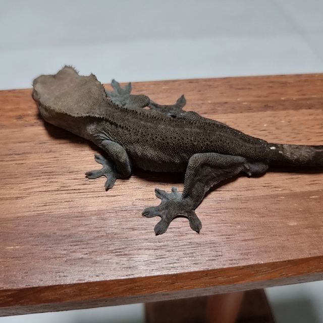 아잔틱