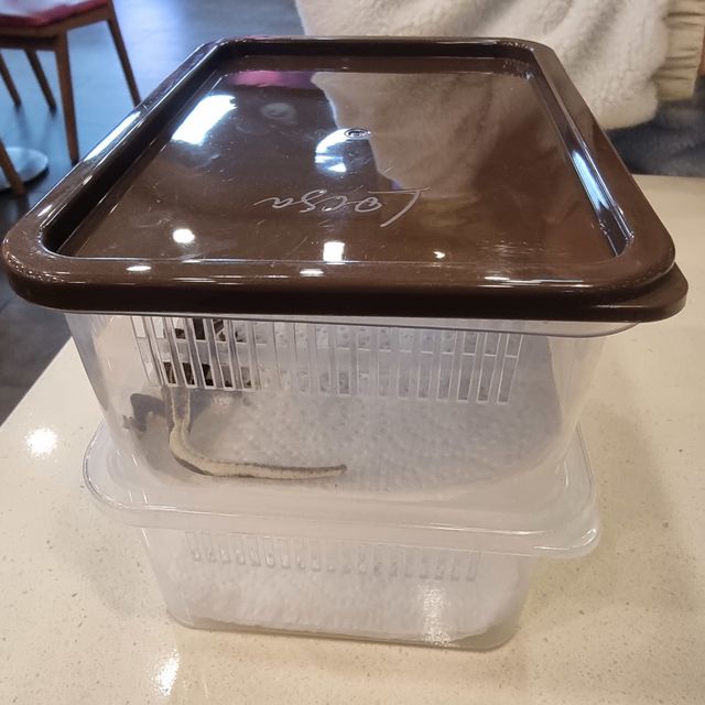릴잔틱