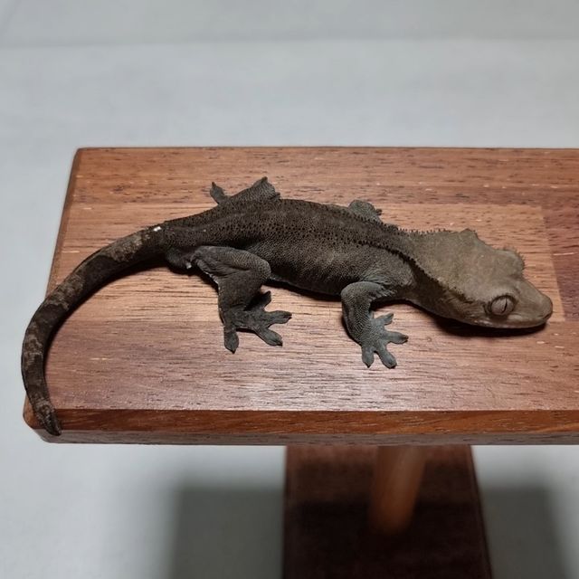 아잔틱