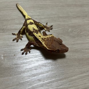 카푸치노