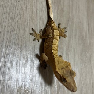 크림시클
