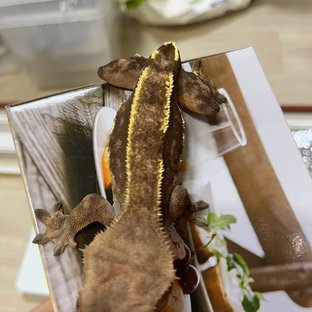 카푸치노