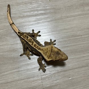 엠티백