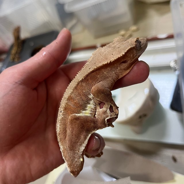 릴리화이트 레드 팬텀