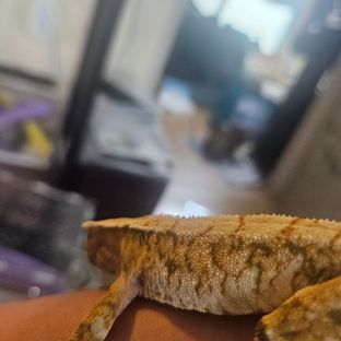 트라이