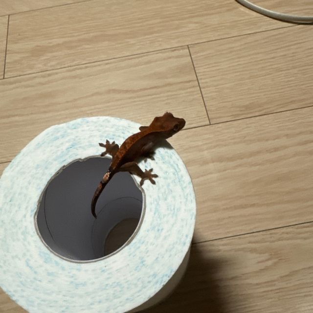 카푸치노 트라이