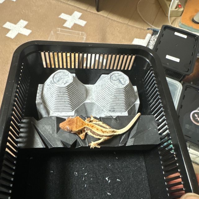 프라푸치노