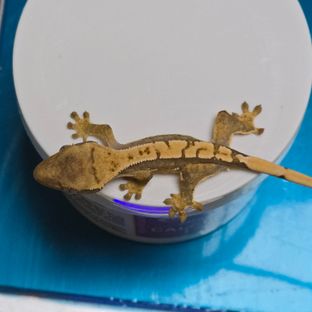 노멀