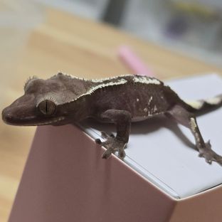아잔틱
