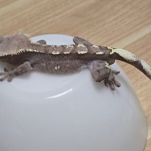 아잔틱