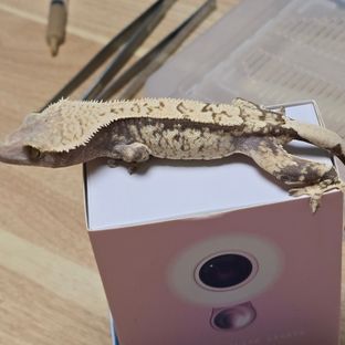 노멀