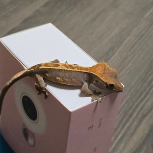노멀