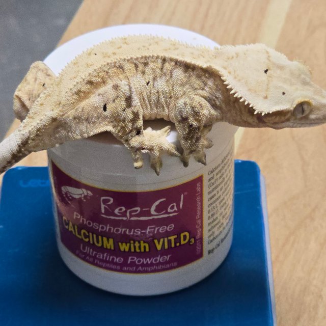 노멀 드리피 트라이