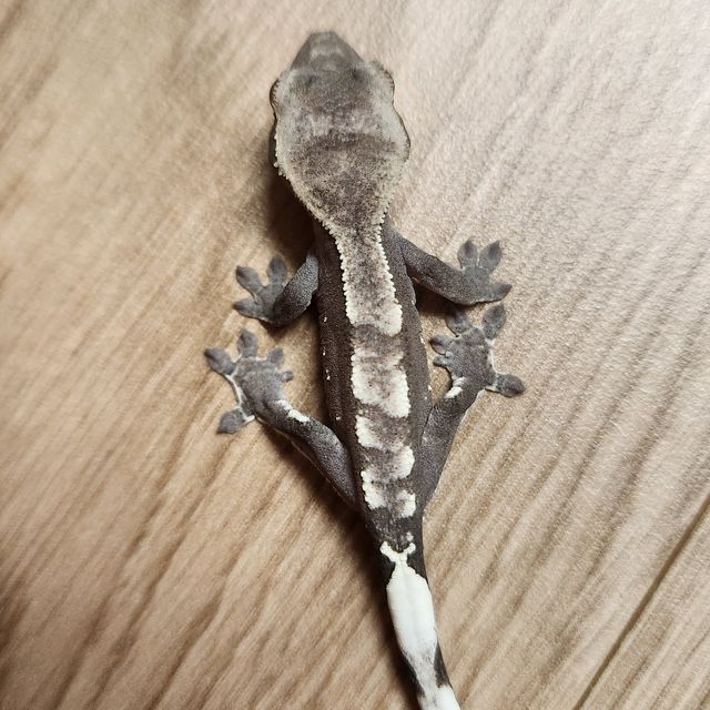 아잔틱