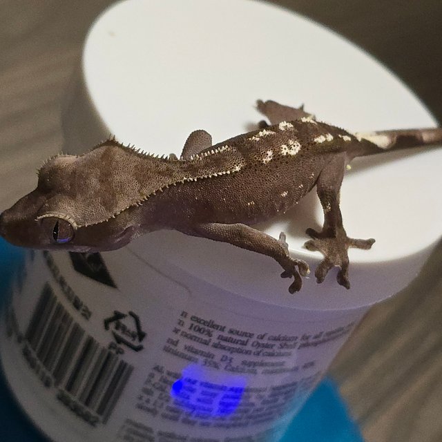 아잔틱