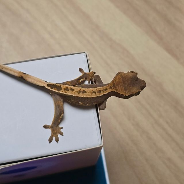 100%헷아잔틱