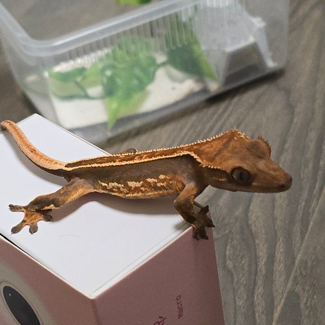 쿼드 풀핀