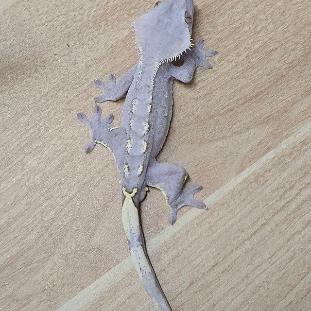 아잔틱