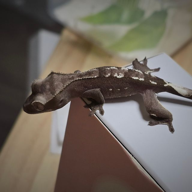 아잔틱