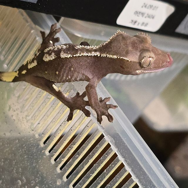 아잔틱