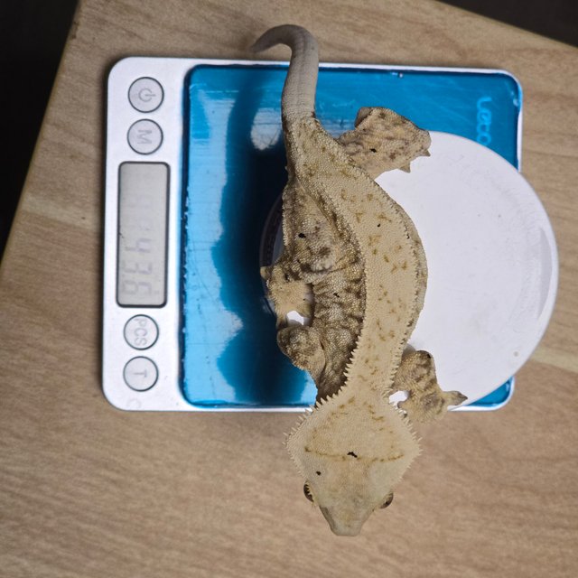 노멀 드리피 트라이