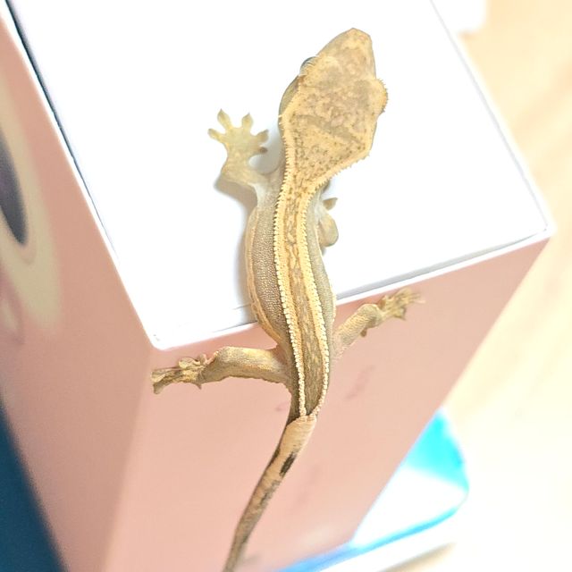 엠티백 쿼드
