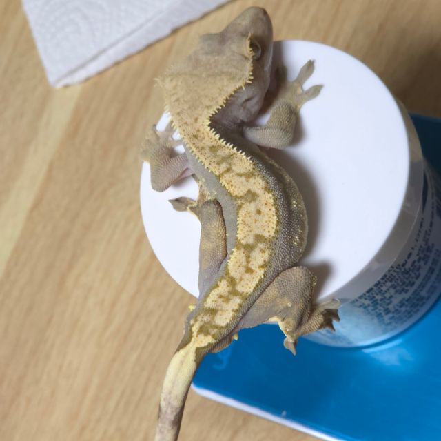 노멀