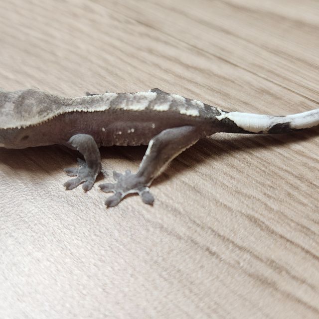아잔틱