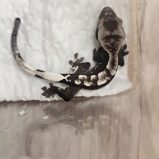 아잔틱
