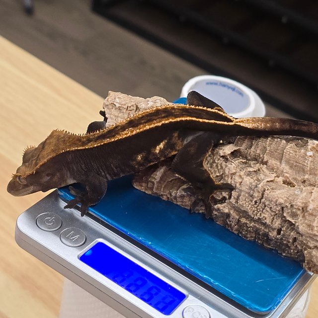 노멀 엠티백 다크