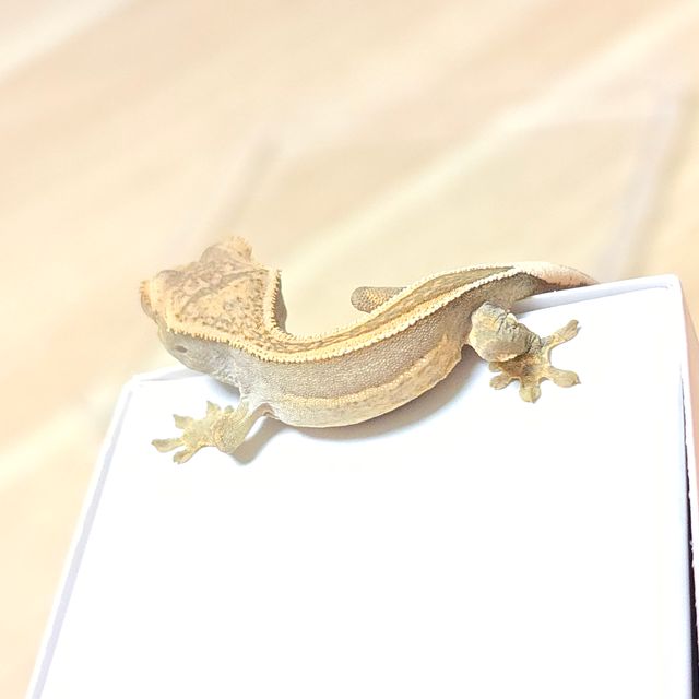 엠티백 쿼드