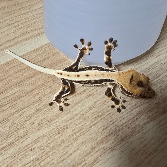 릴리화이트