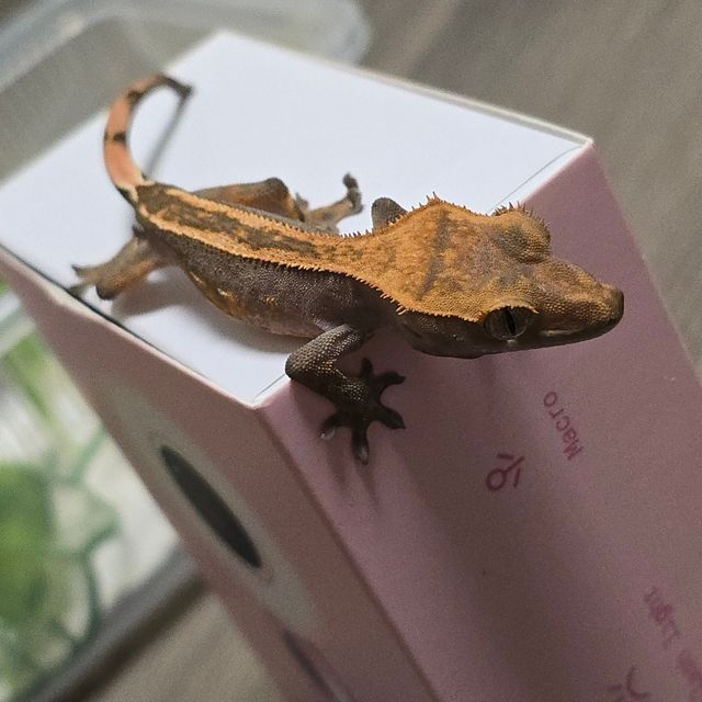 엠티백