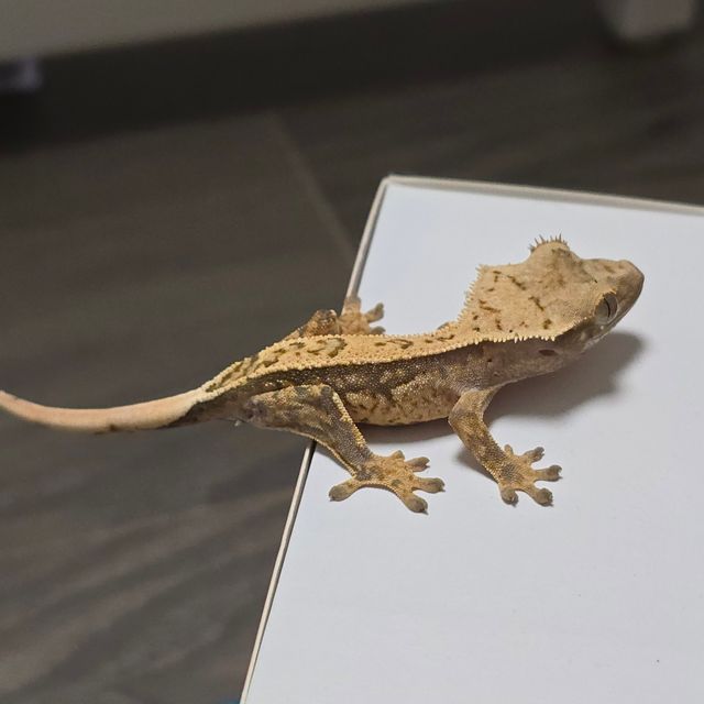 쿼드