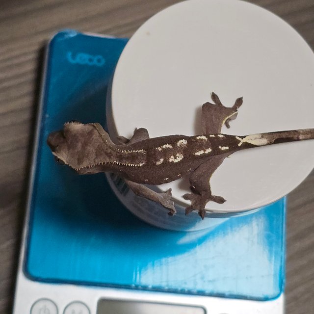 아잔틱