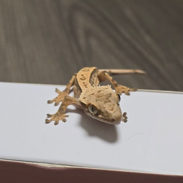 쿼드