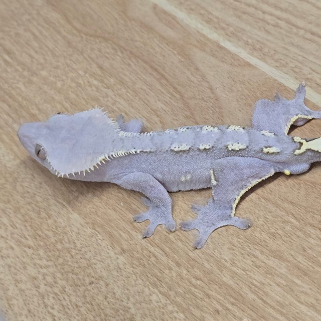 아잔틱