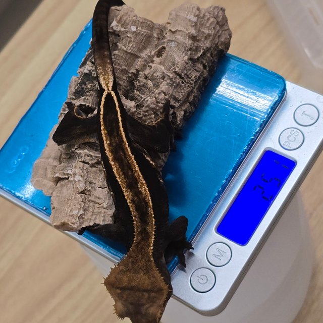 노멀 엠티백 다크