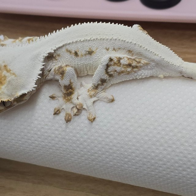 릴리화이트