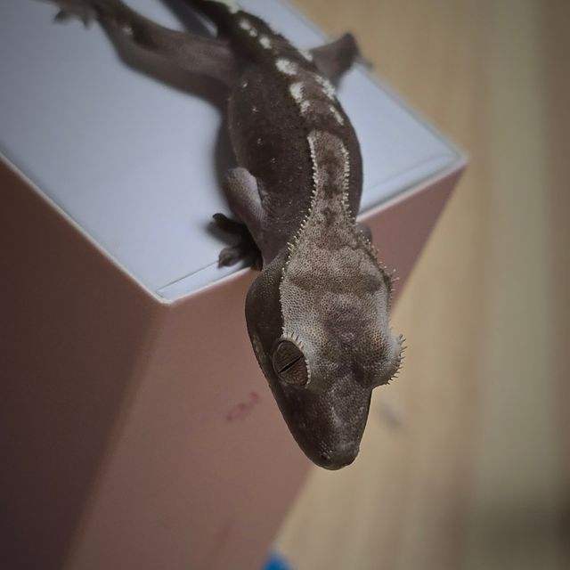 아잔틱