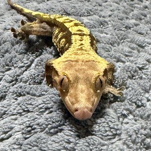 노멀 옐로우 챠콜