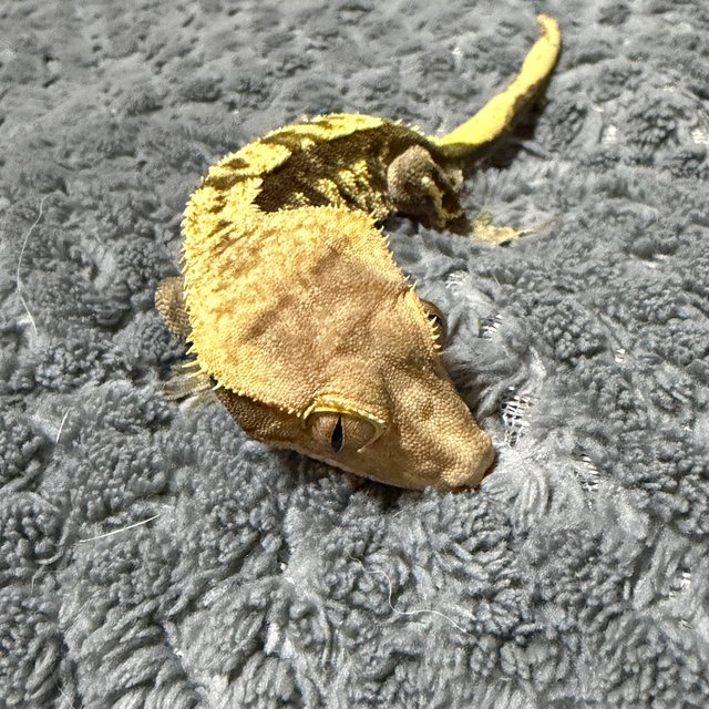 노멀 옐로우 챠콜