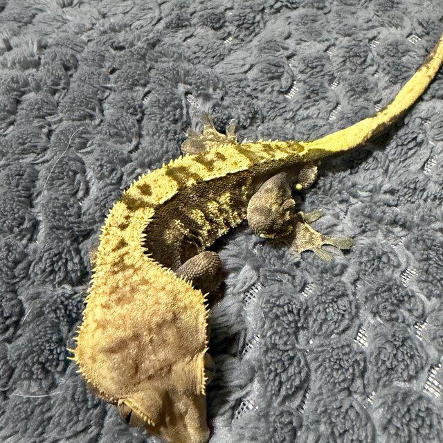 노멀 옐로우 챠콜